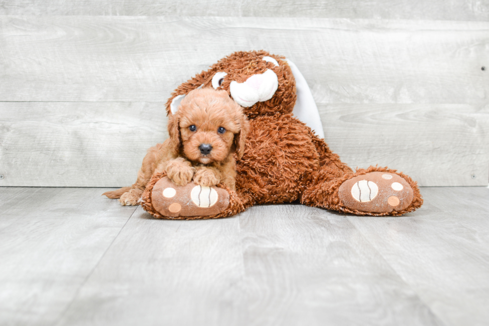 Cavapoo Puppy for Adoption