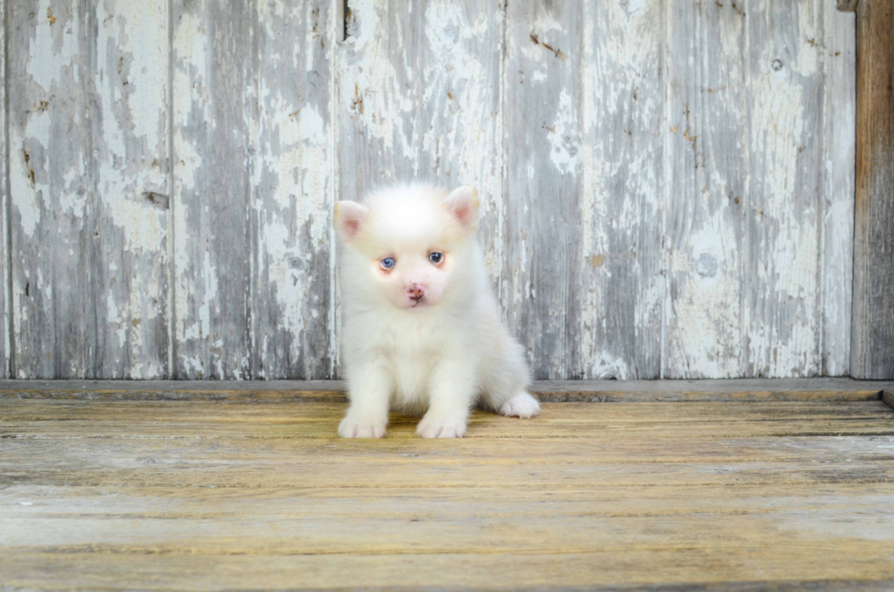Petite Pomsky Designer Pup