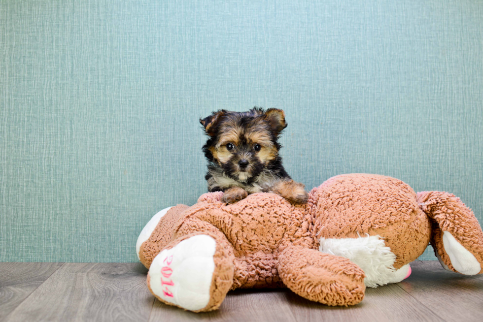 Best Morkie Baby