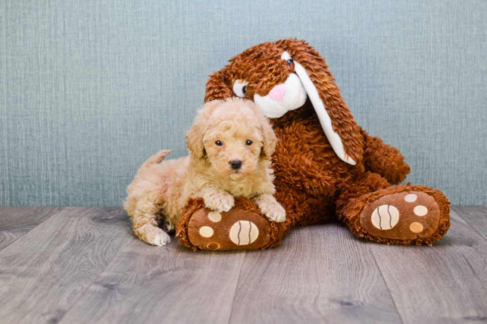 Best Mini Goldendoodle Baby