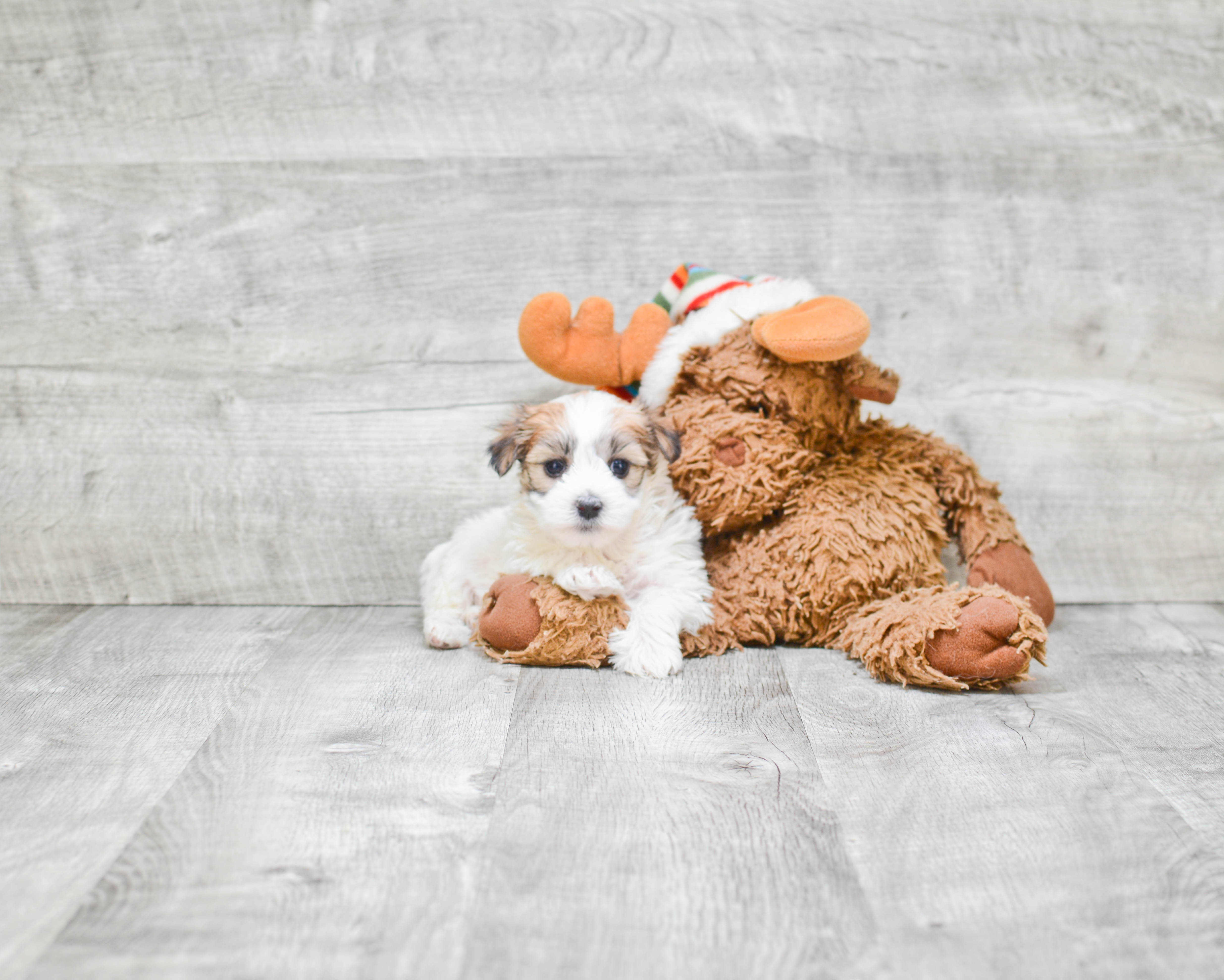 Morkie Pup Being Cute