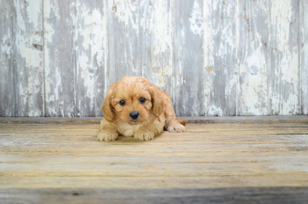 Cute Cavapoo Baby