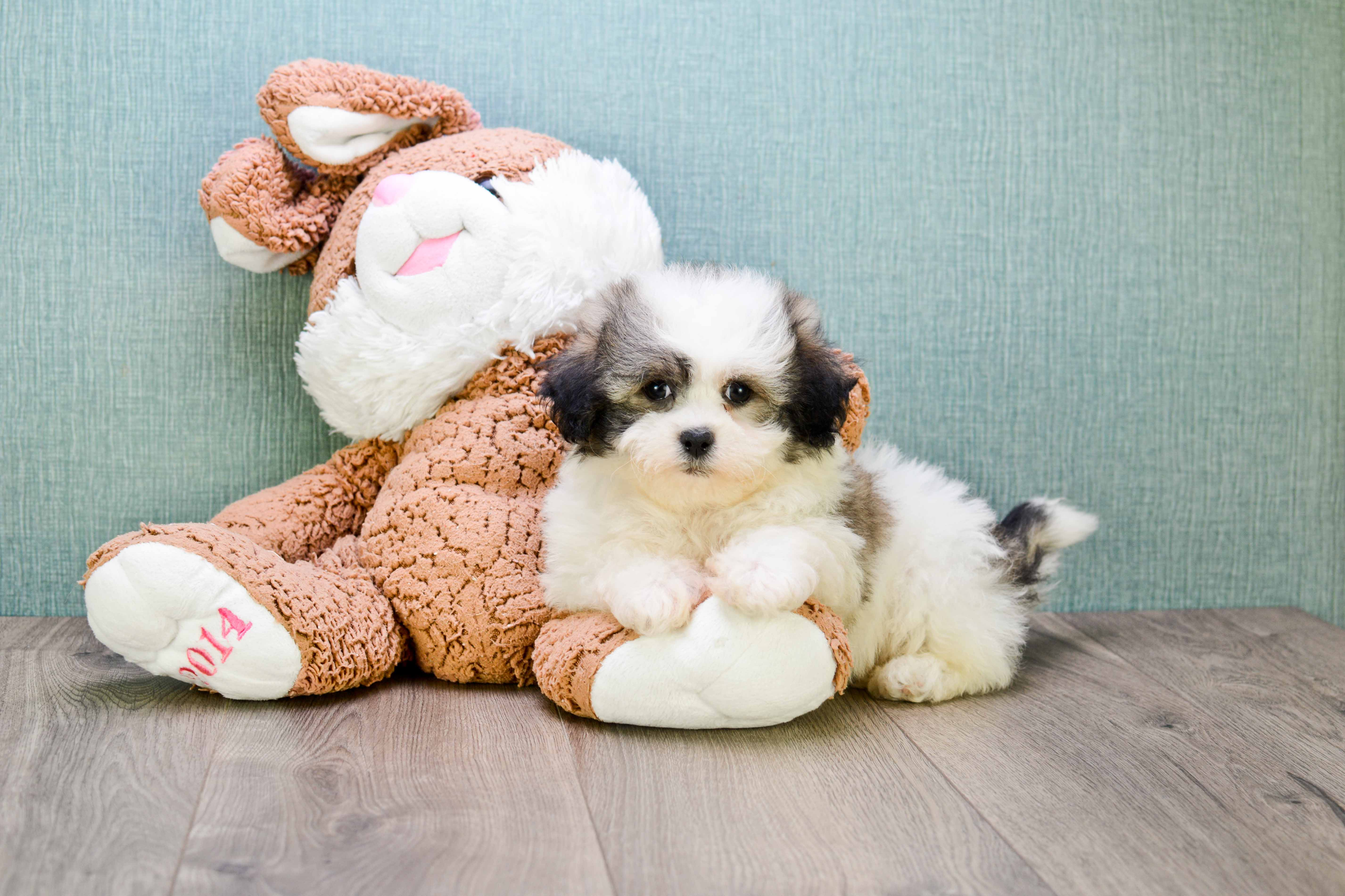 Smart Teddy Bear Designer Pup