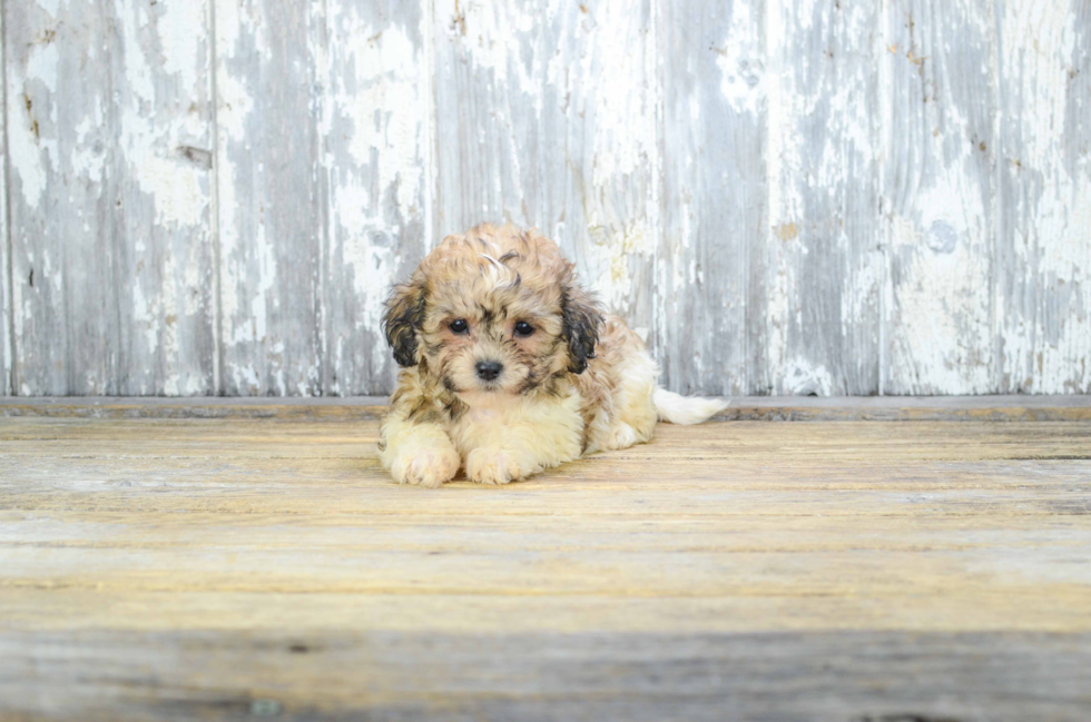 Sweet Teddy Bear Baby