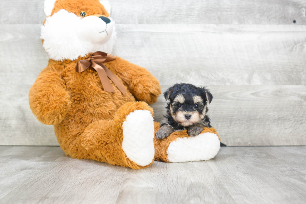 Best Morkie Baby