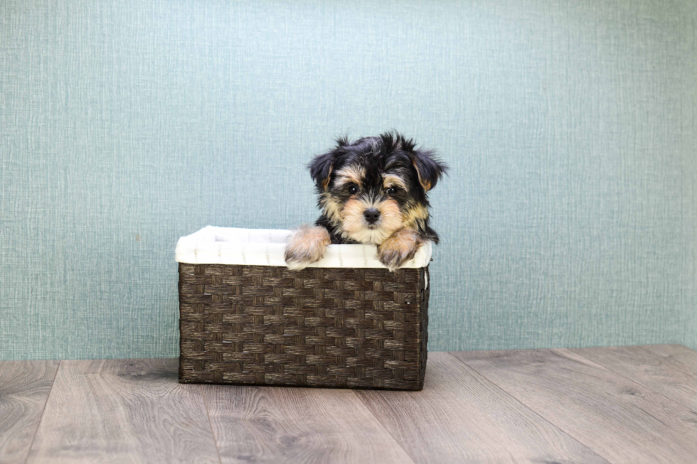 Sweet Morkie Baby