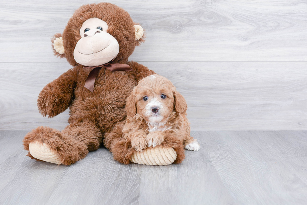 Small Cavapoo Baby