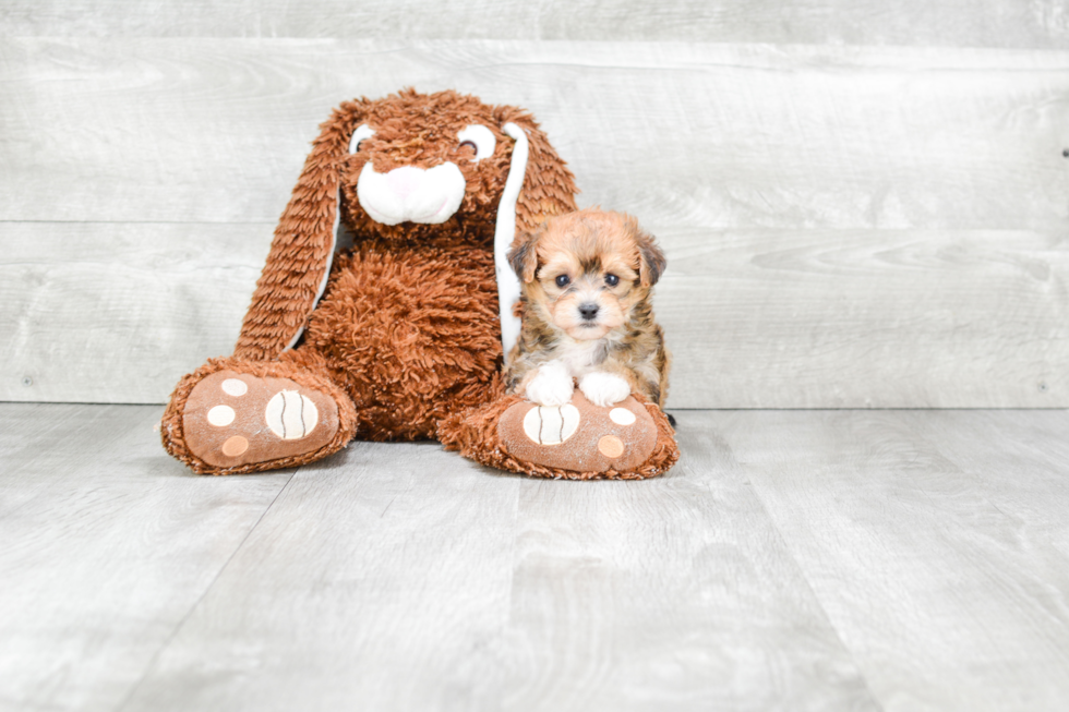 Energetic Yorkie Designer Puppy