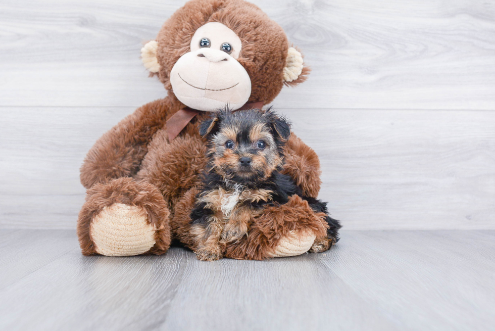 Morkie Pup Being Cute