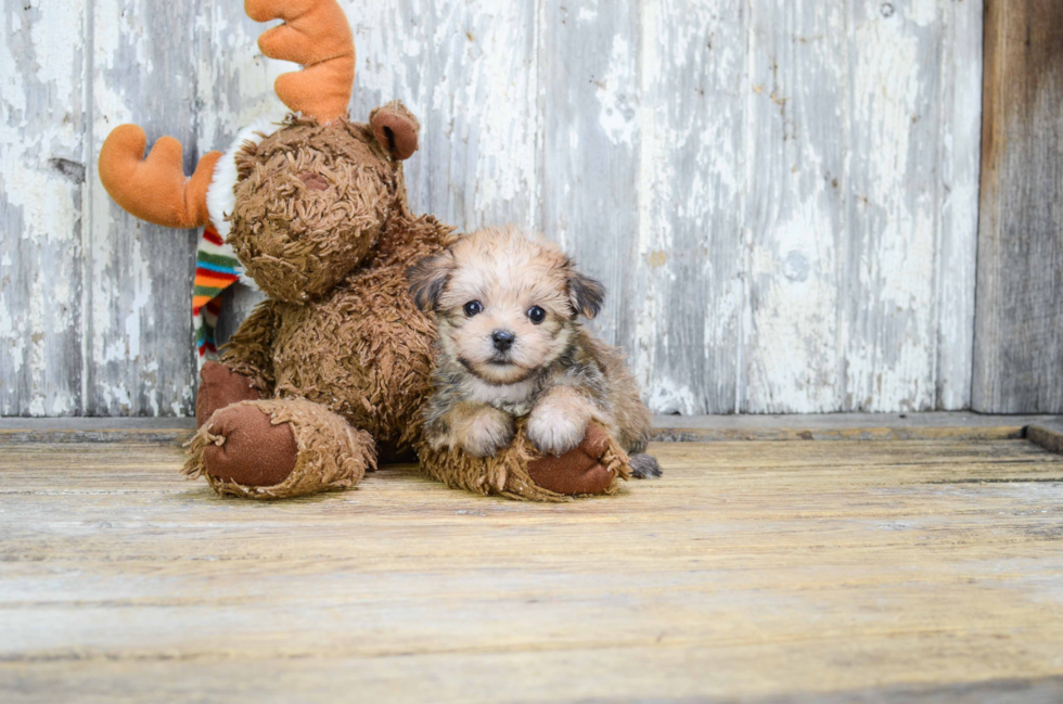 Popular Morkie Designer Pup