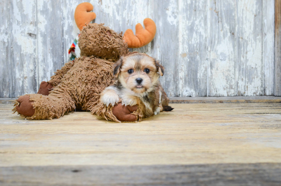 Morkie Puppy for Adoption