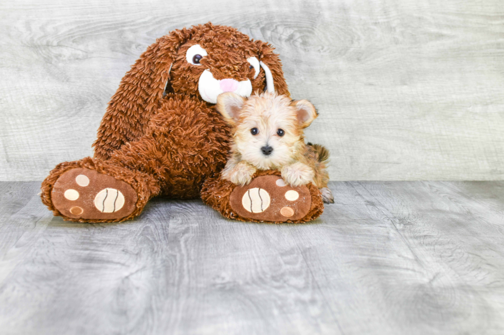 Morkie Puppy for Adoption