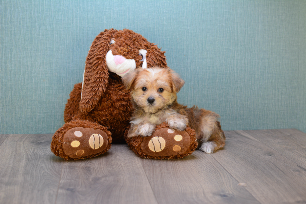 Popular Morkie Designer Pup