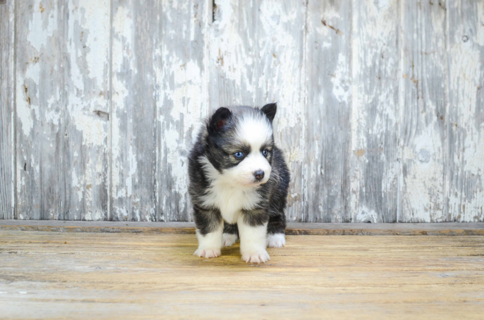 Best Pomsky Baby