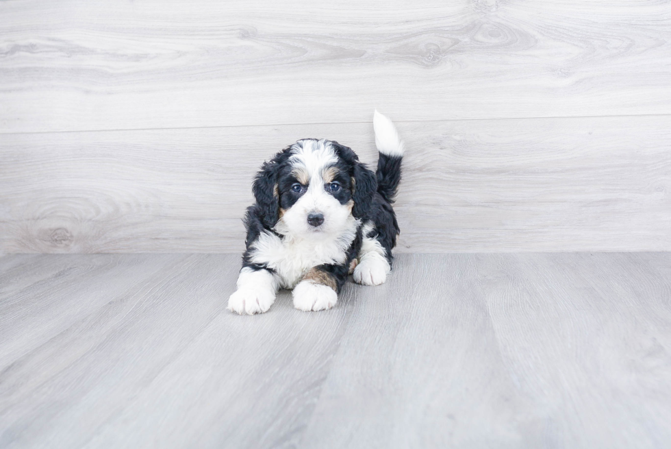 Mini Bernedoodle Pup Being Cute
