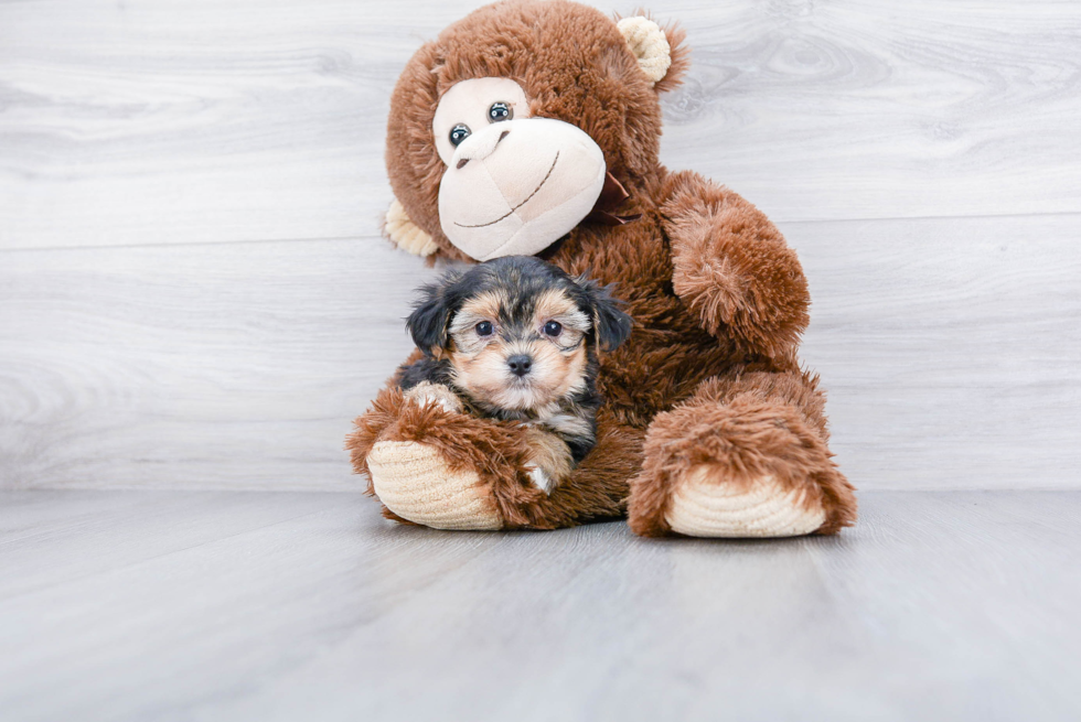Funny Morkie Designer Pup