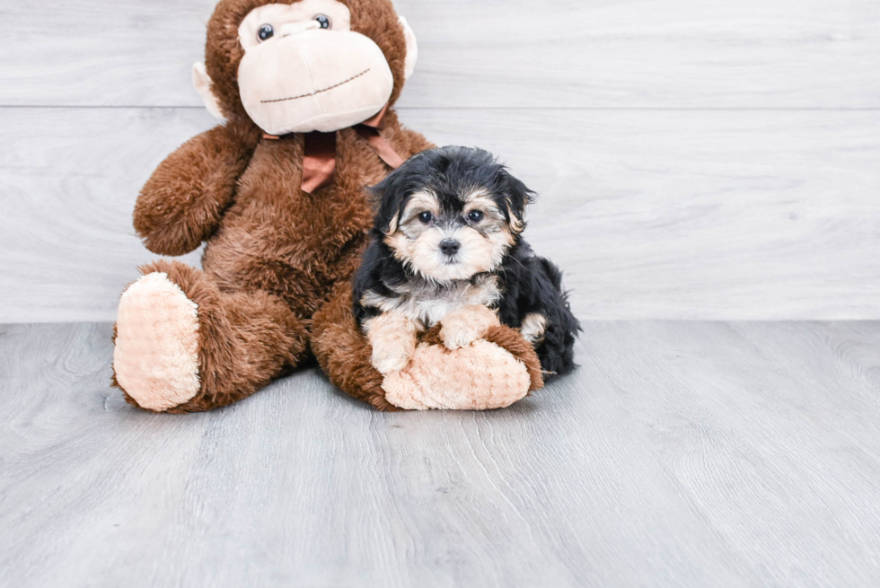 Petite Morkie Designer Pup