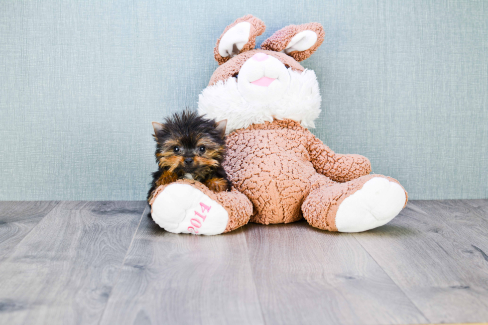 Meet Diamond - our Yorkshire Terrier Puppy Photo 
