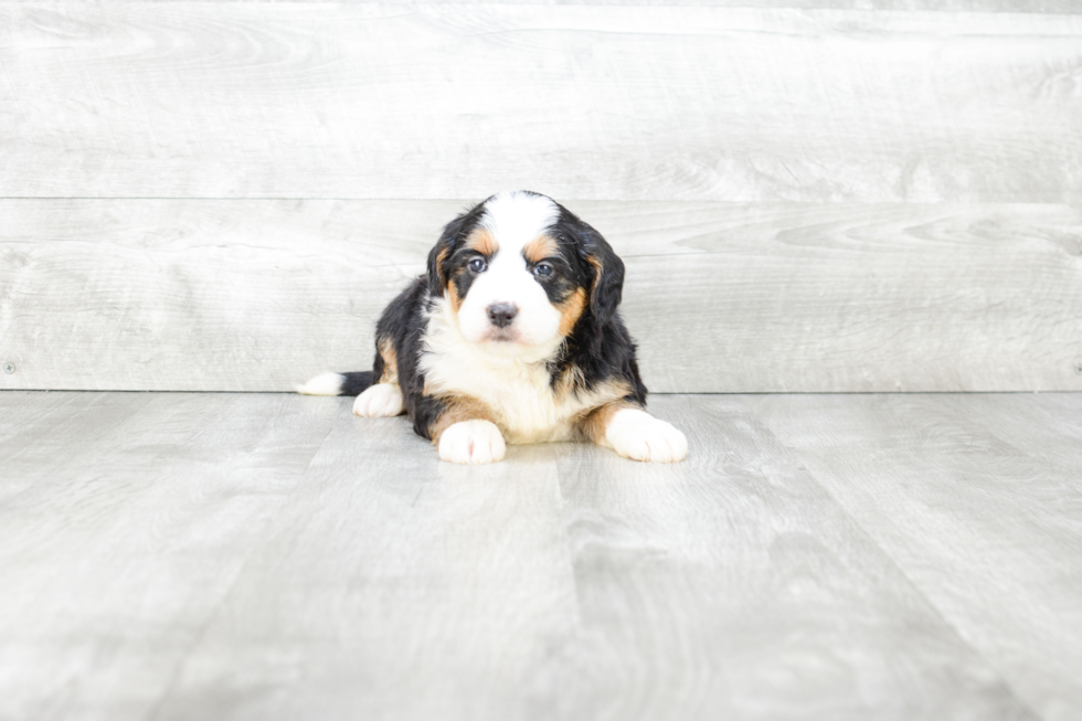 Sweet Mini Bernedoodle Baby