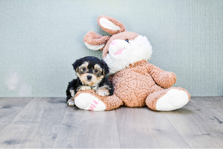 Best Morkie Baby