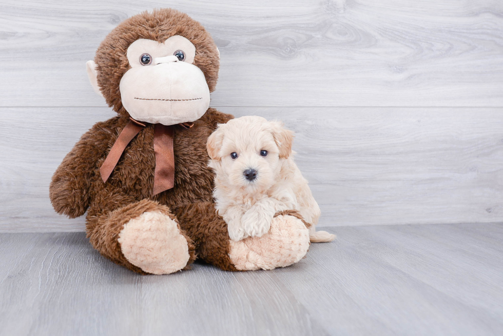 Maltipoo Pup Being Cute
