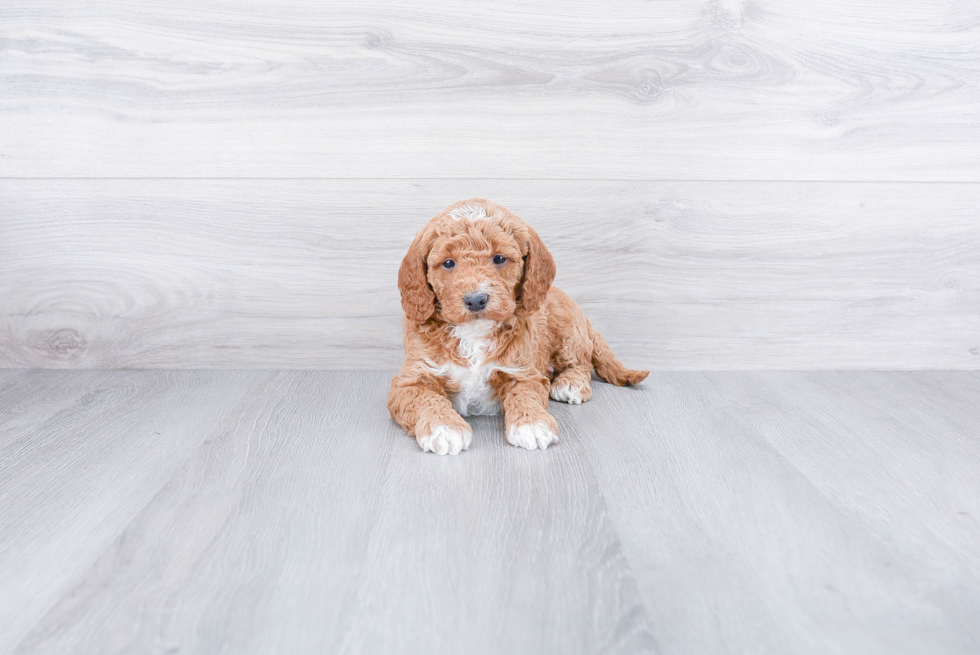 Mini Goldendoodle Puppy for Adoption