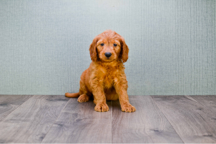 Best Mini Goldendoodle Baby