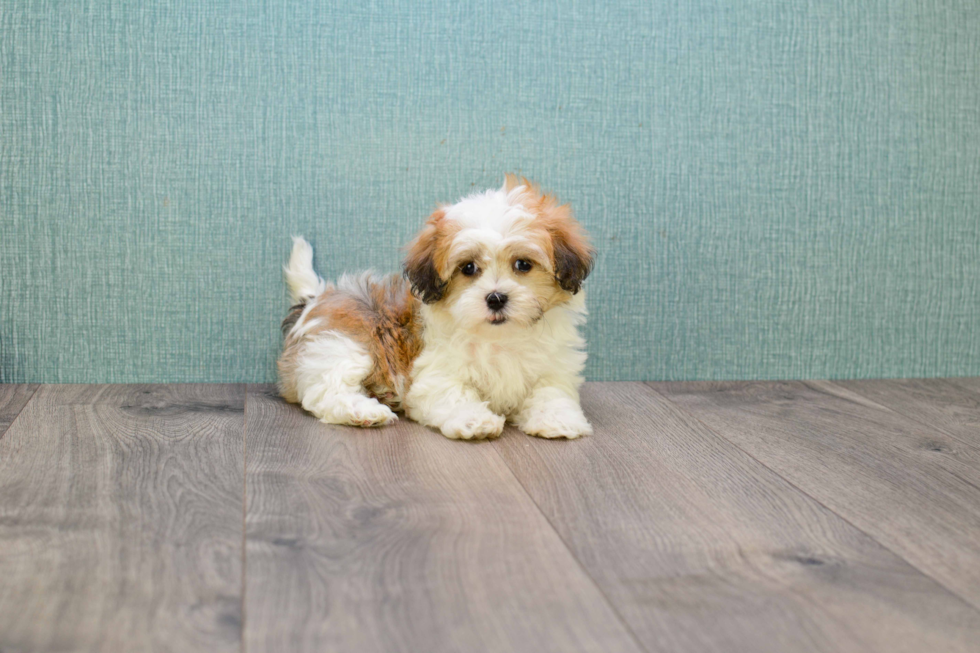 Best Teddy Bear Baby