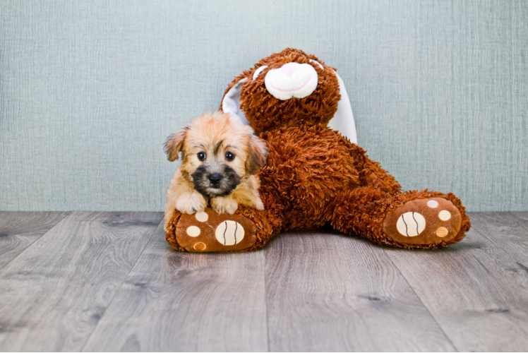 Energetic Yorkie Designer Puppy