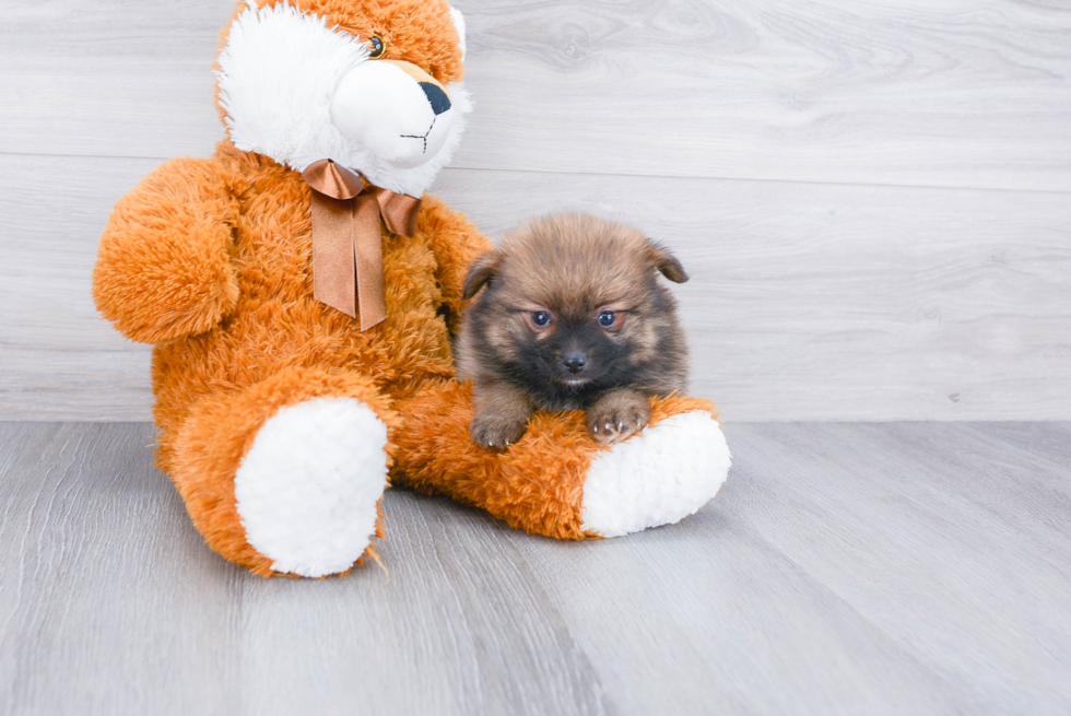 Akc Registered Pomeranian Purebred Pup