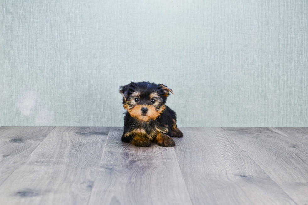 Meet Capone - our Yorkshire Terrier Puppy Photo 