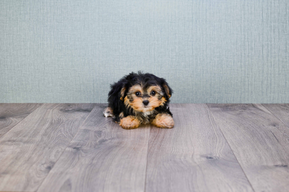 Hypoallergenic Yorkie Designer Puppy