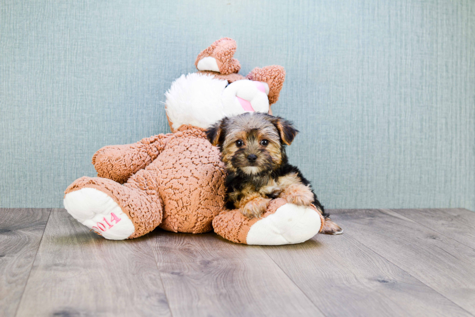 Morkie Puppy for Adoption