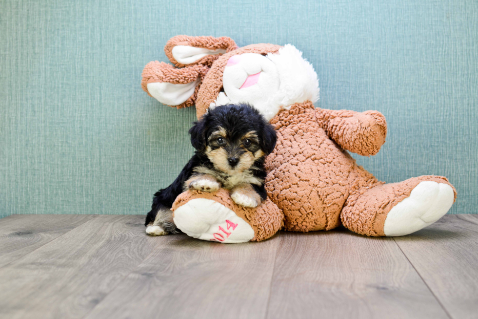 Yorkie Poo Puppy for Adoption