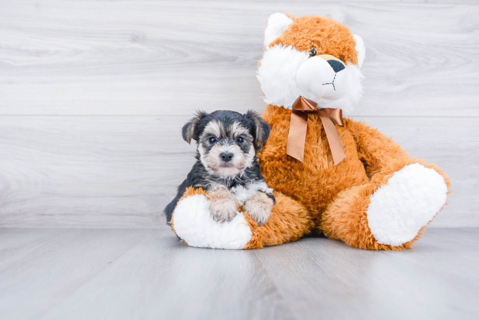 Morkie Pup Being Cute