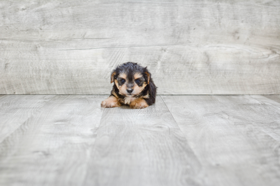 Energetic Yorkie Designer Puppy