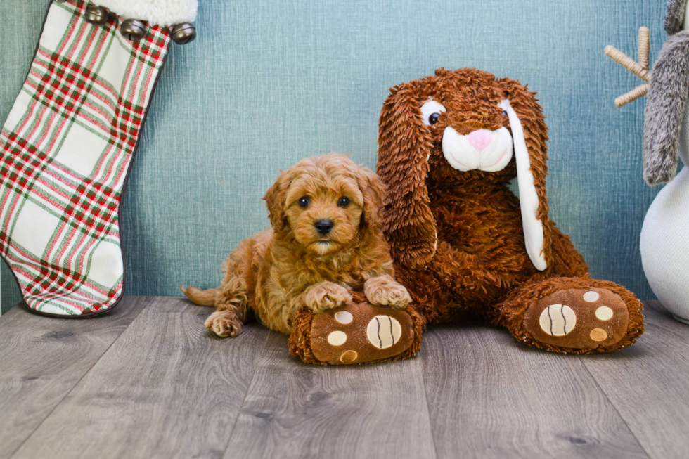 Happy Mini Goldendoodle Baby