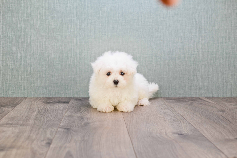 Best Maltipoo Baby