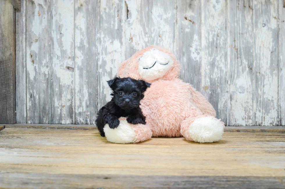 Petite Morkie Designer Pup