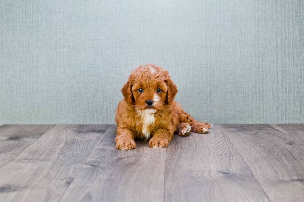 Best Cavapoo Baby