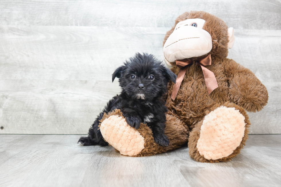 Morkie Puppy for Adoption