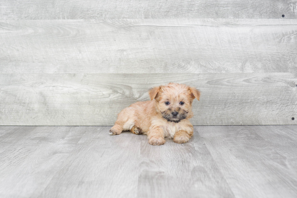 Best Morkie Baby