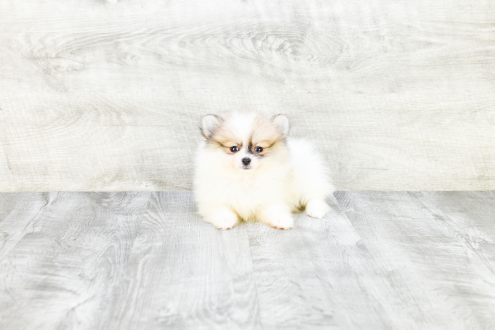 Little Pomeranian Baby