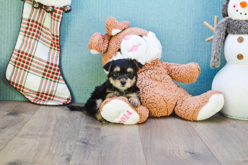 Morkie Pup Being Cute