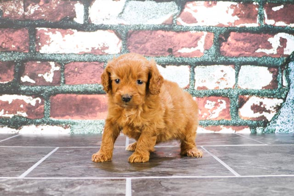 Mini Goldendoodle Pup Being Cute