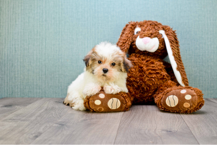 Playful Maltepoo Poodle Mix Puppy