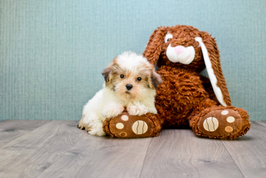 Playful Maltepoo Poodle Mix Puppy