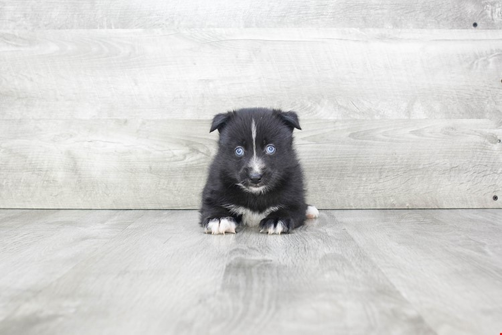 Petite Pomsky Designer Pup