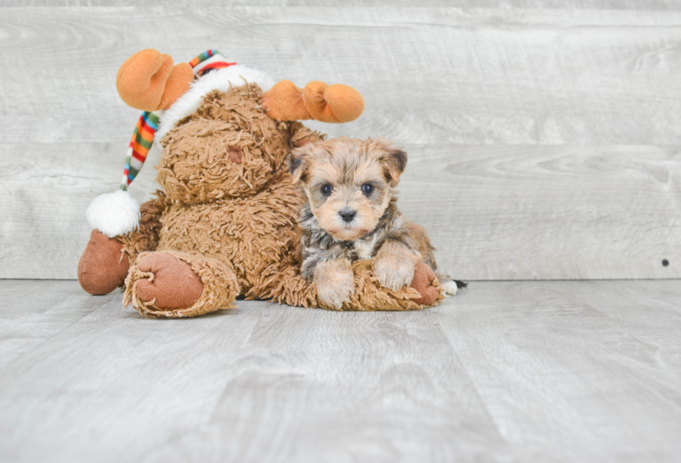 Best Morkie Baby