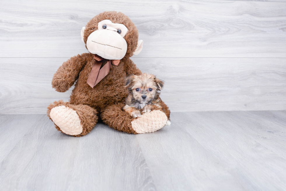 Morkie Pup Being Cute